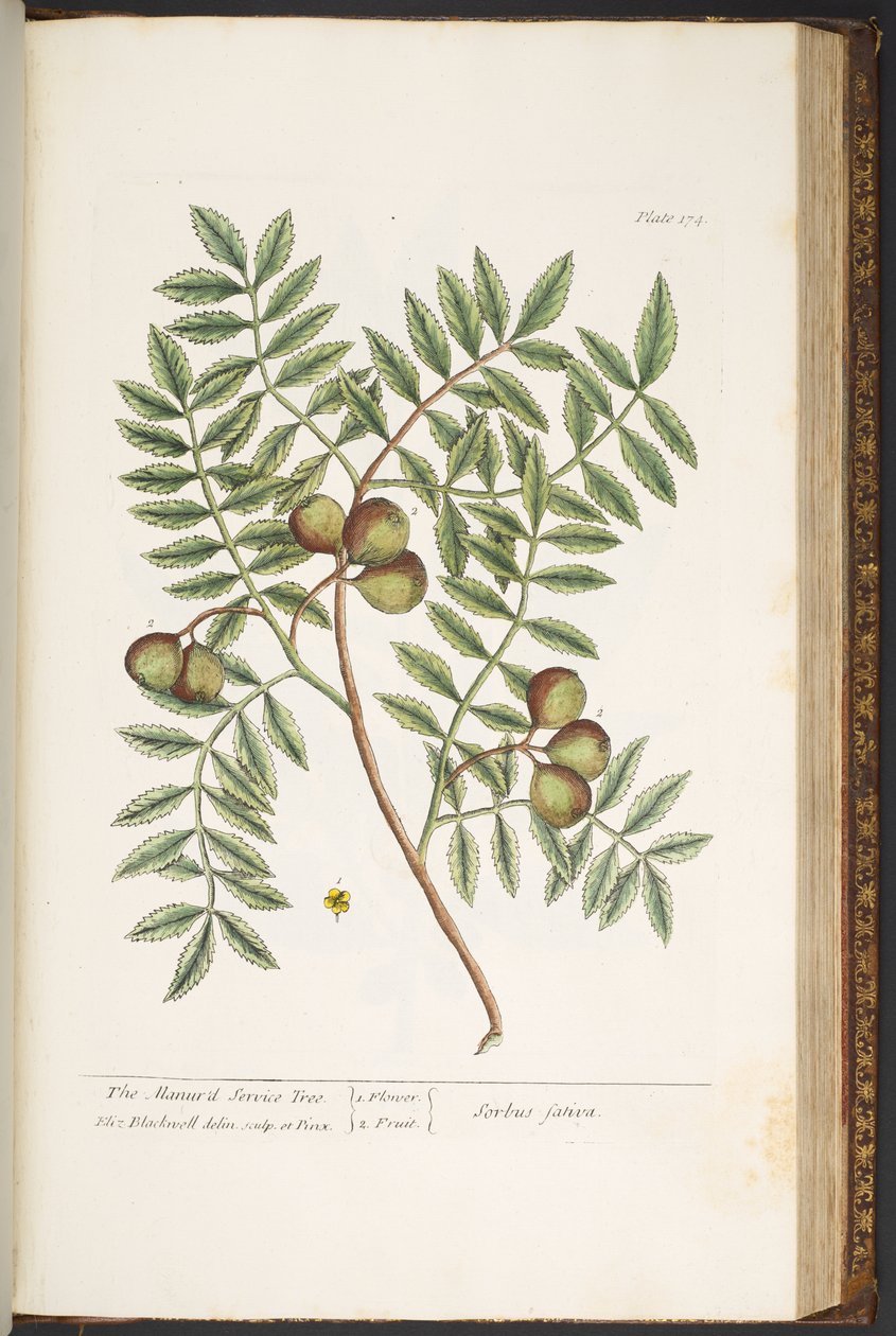 Plate 174, uit 