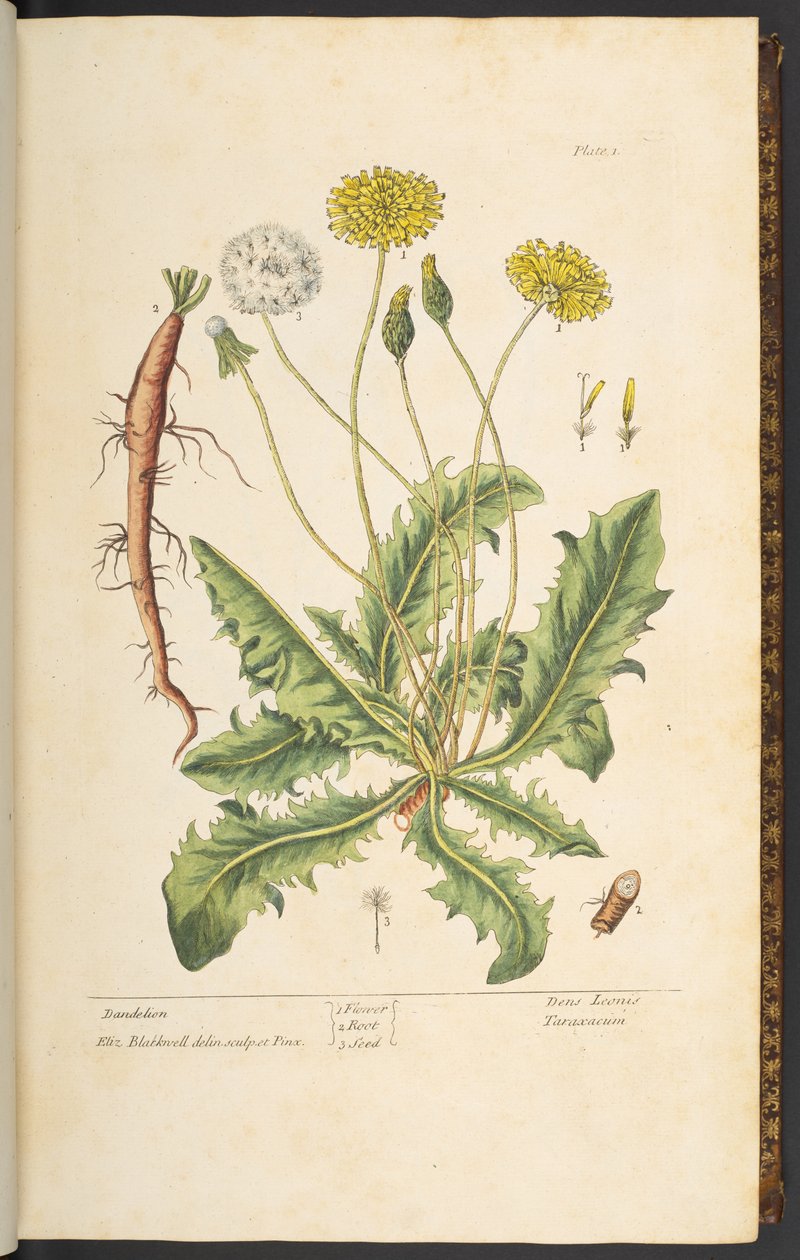 Plate 1, Dandelion, uit 