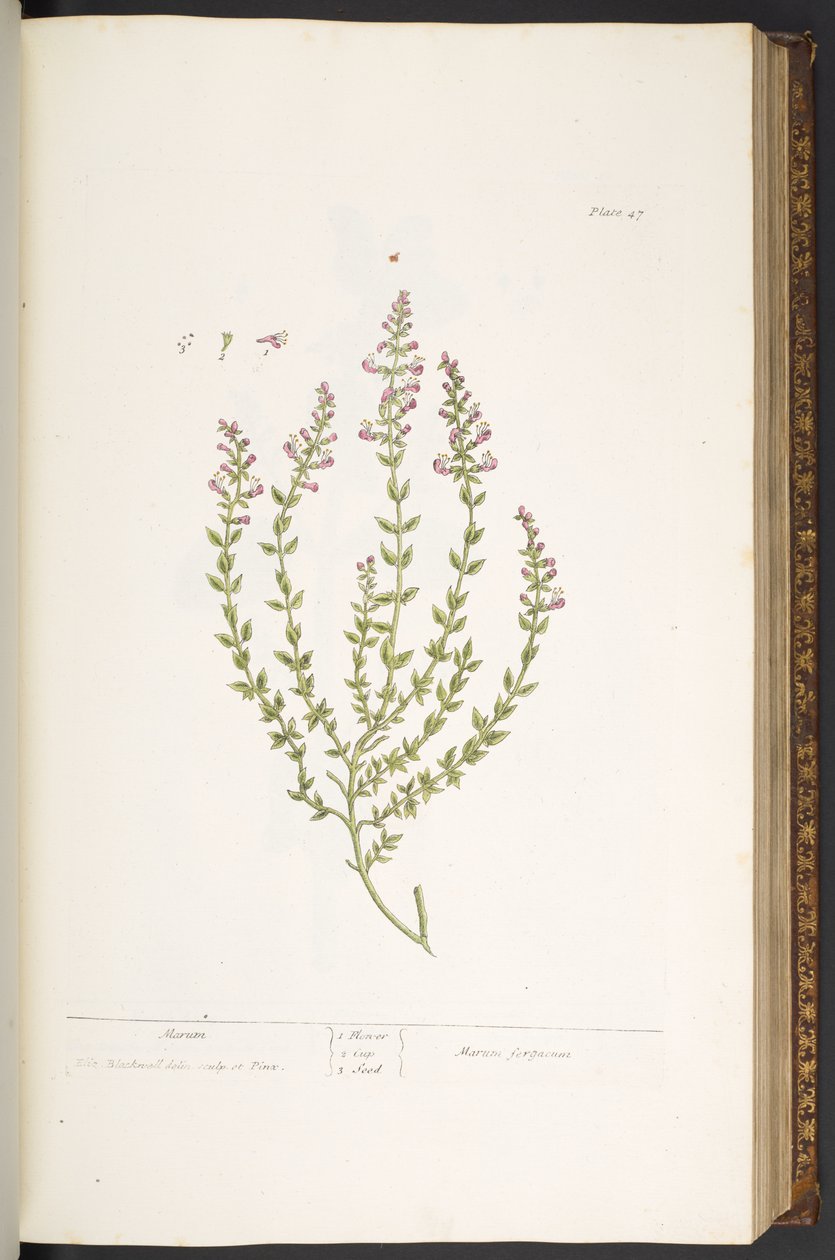 Plate 47, Marum, uit 