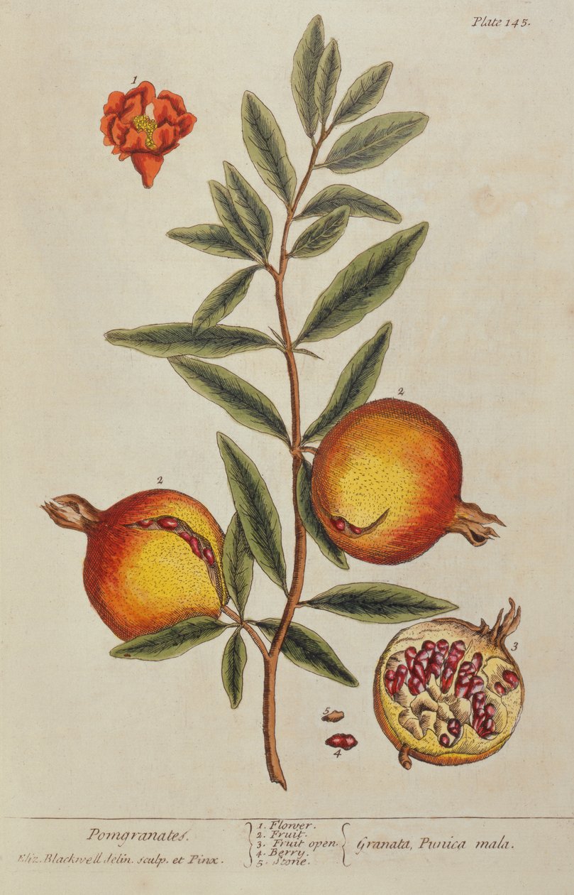 Punica granatum, uit Een Curieus Kruidboek, 1782 door Elizabeth Blackwell