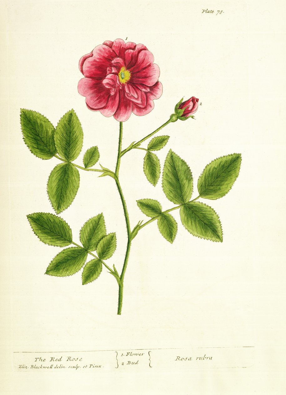 Roos: Gallica, uit 