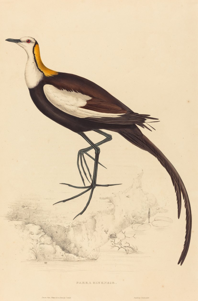 Parra Sinensis (Fazantstaartjacana) door Elizabeth Gould