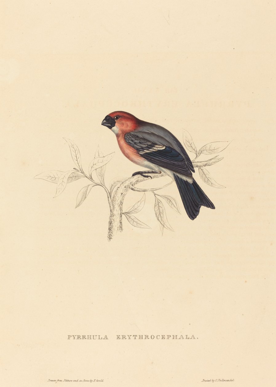 Pyrrhula Erythrocephala (Roodkopgoudvink) door Elizabeth Gould