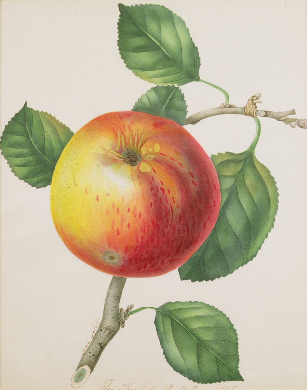 Een Appel, c.1835 door Elizabeth Jane Hill