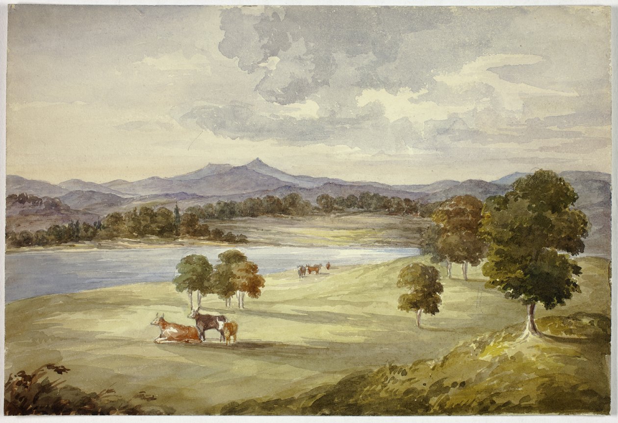 Koeien in landschap door Elizabeth Murray