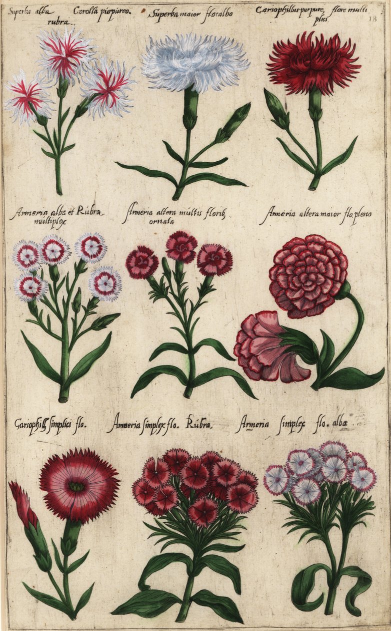 Verschillende soorten anjer, Dianthus caryophyllus door Emanuel Sweert