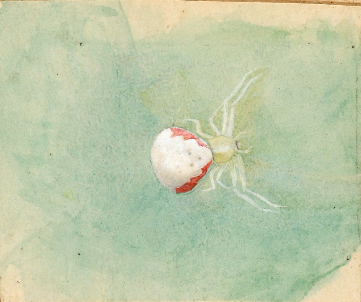 Porselein-Witte Spin door Emma Beach Thayer