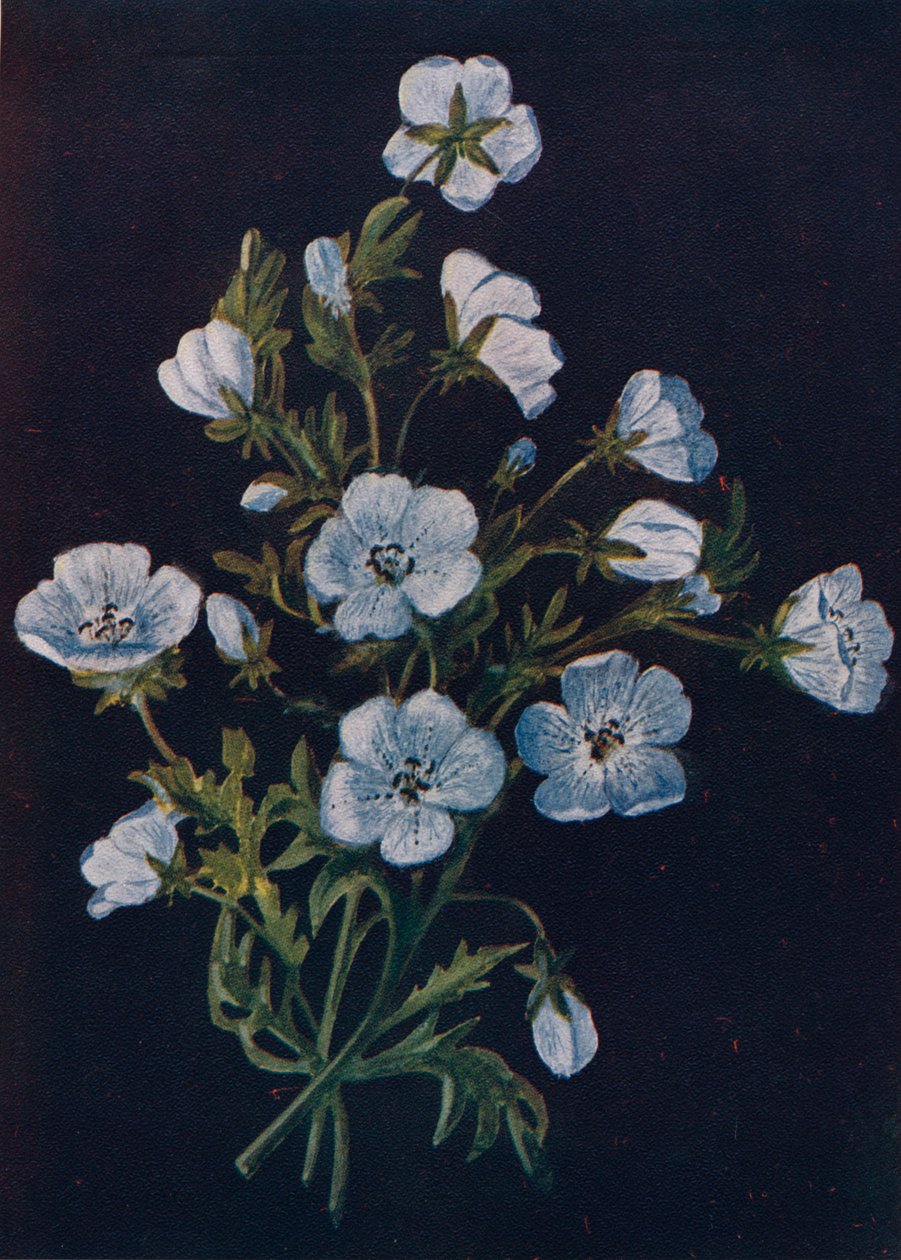 Baby-blauwe ogen, ca. 1915 door Emma Graham Clock