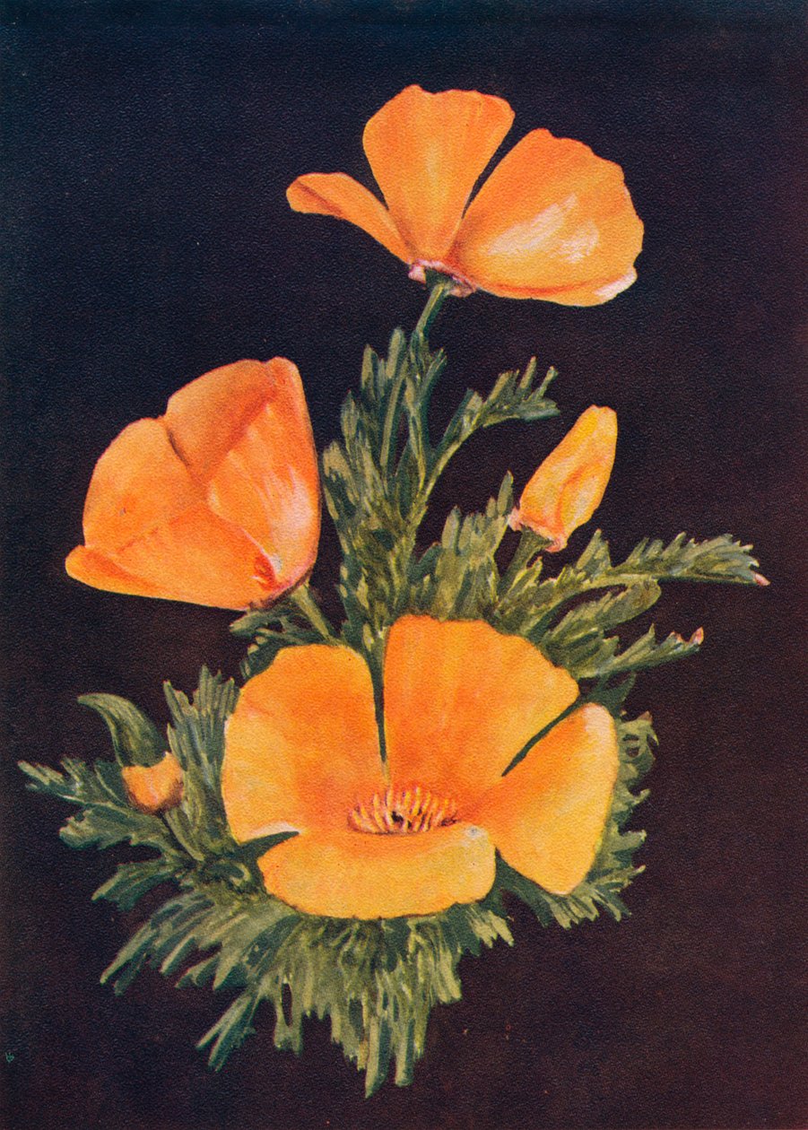 Californische Klaproos, c1915 door Emma Graham Clock
