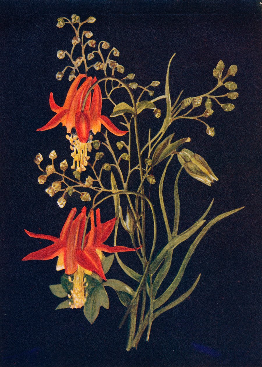 Columbine, c1915, 1915 door Emma Graham Clock