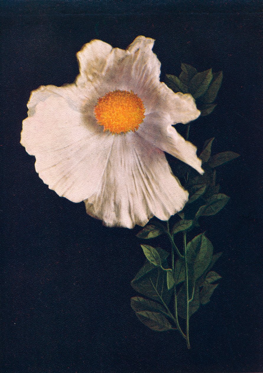 Matilija Poppy, ca. 1915 door Emma Graham Clock