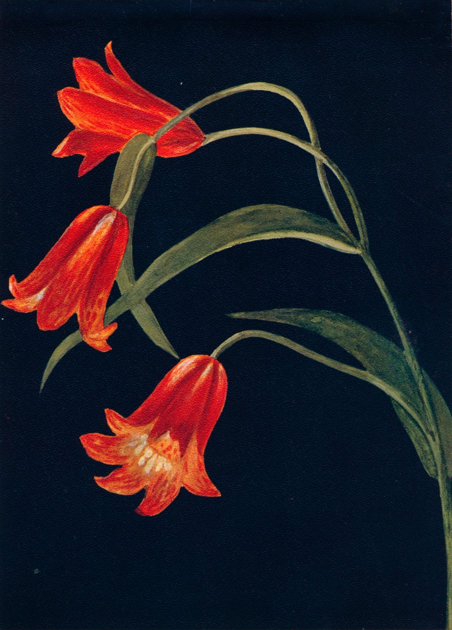 Rode Fritillaria, c1915 door Emma Graham Clock