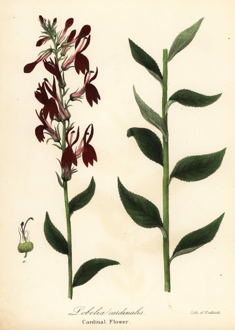 Kardinaalsbloem, Lobelia cardinalis door Endicott Endicott