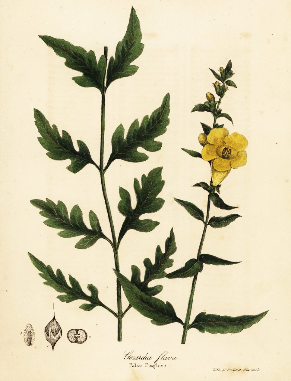 Valse vingerhoedskruid, Aureolaria flava (Gerardia flava) door Endicott Endicott