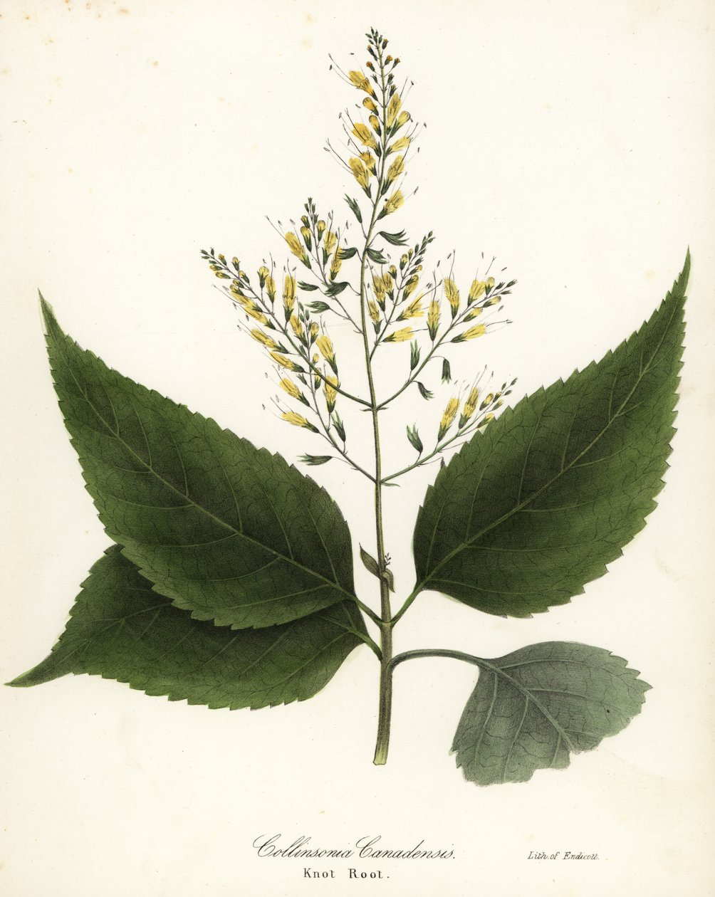 Rijkkruid of knoopwortel, Collinsonia canadensis door Endicott Endicott