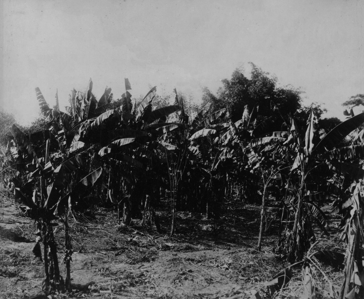 Bananenteelt, Trinidad, c.1891 door English Photographer