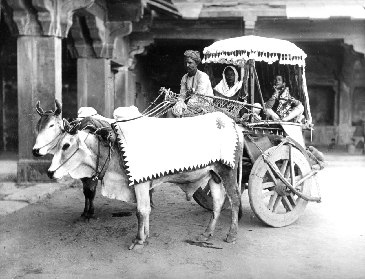 Ossenkar, India, ca. 1907 door English Photographer