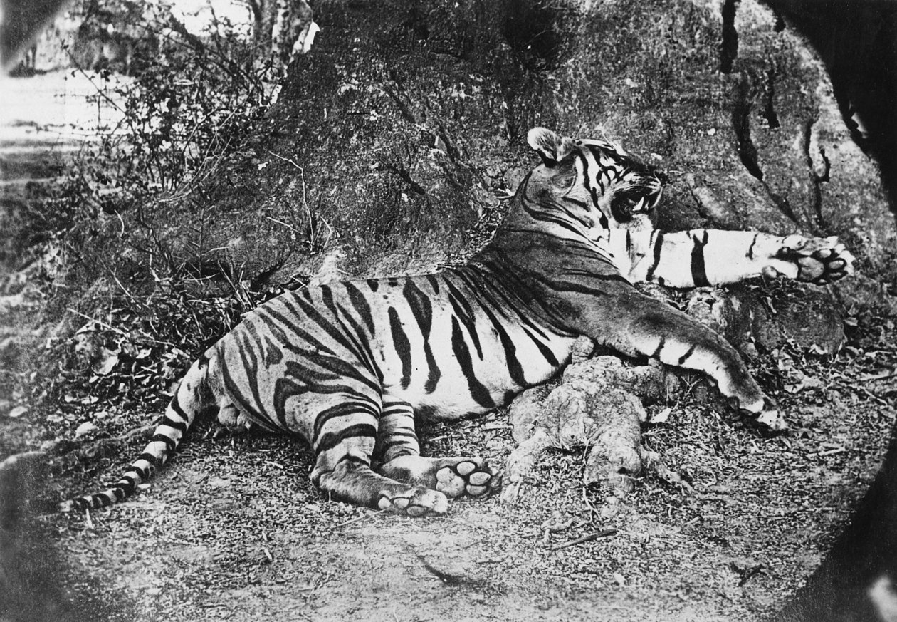 Tijger, ca. 1870 door English Photographer