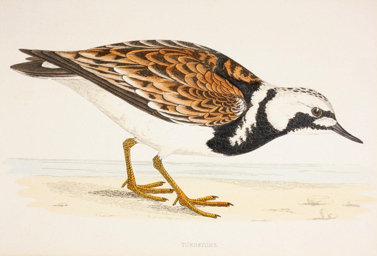 Een Steenloper, uit een 19e-eeuwse prent c.1877 door English School