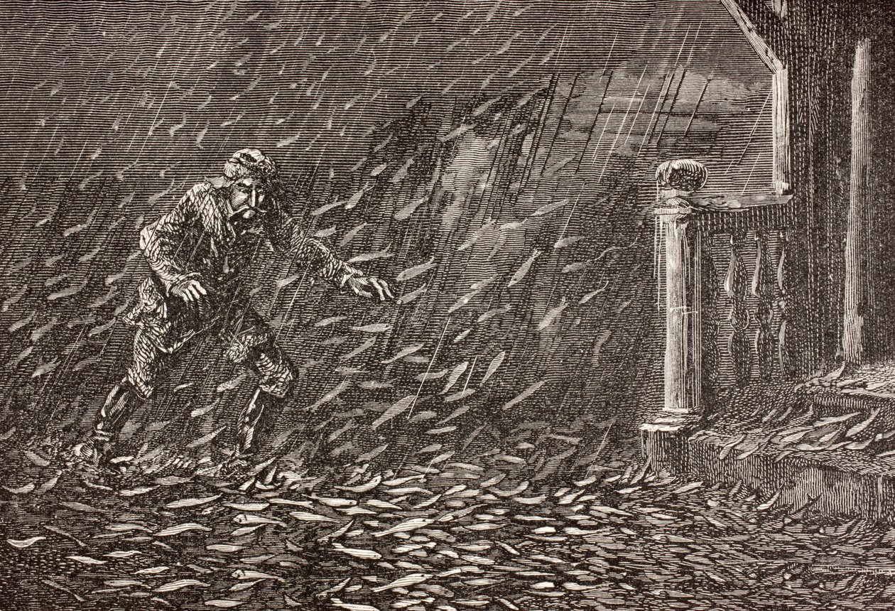 Een regen van vissen in Transsylvanië, Roemenië door English School