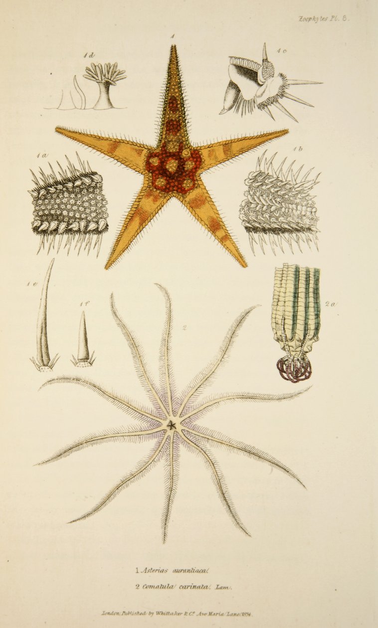 Asterias aurantiaca en Comatula carinata, uit De Mollusca en Radiata, uitgegeven 1833 door English School