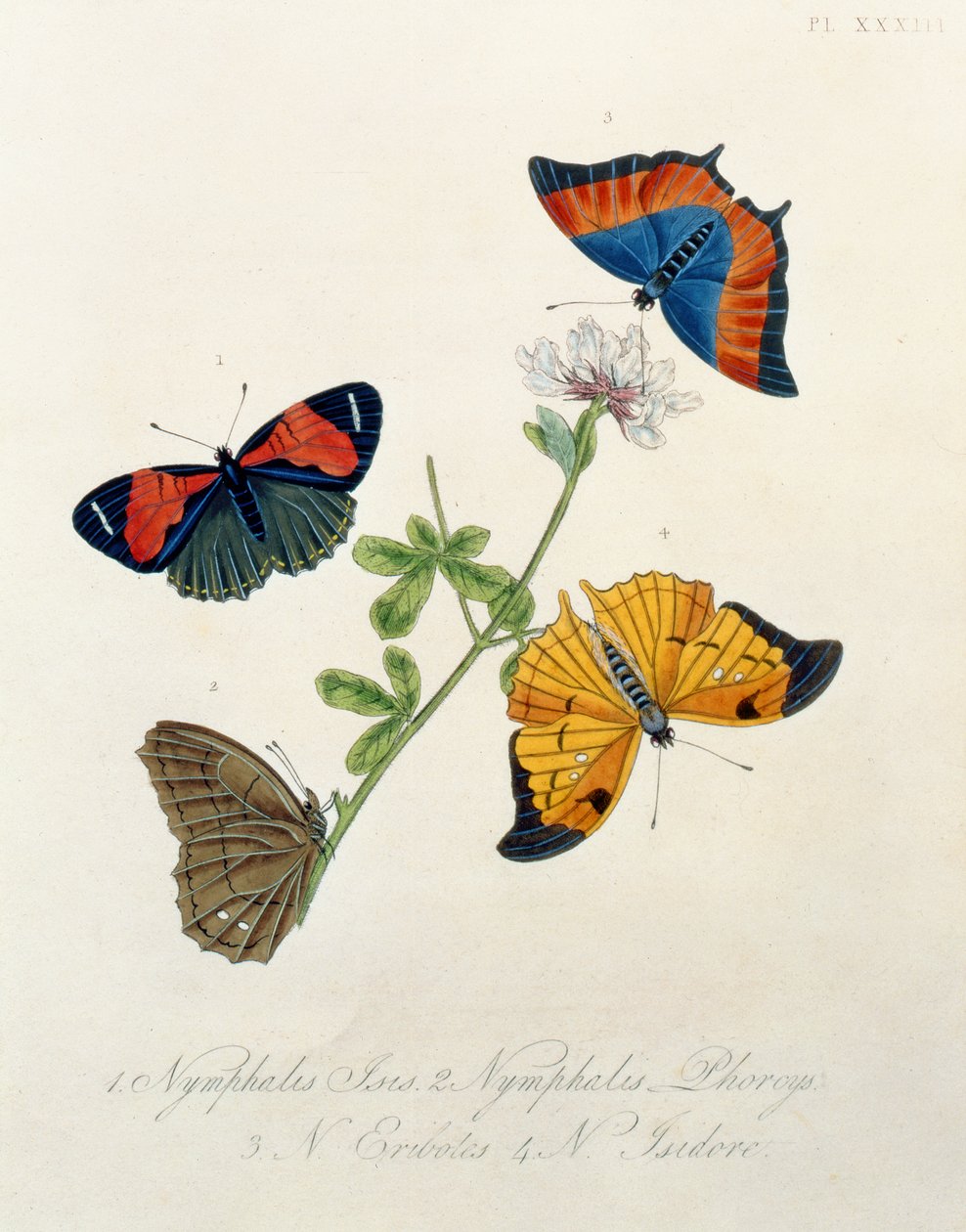 Vlinders, uit Insects of India door Edward Donovan (1768-1837) door English School