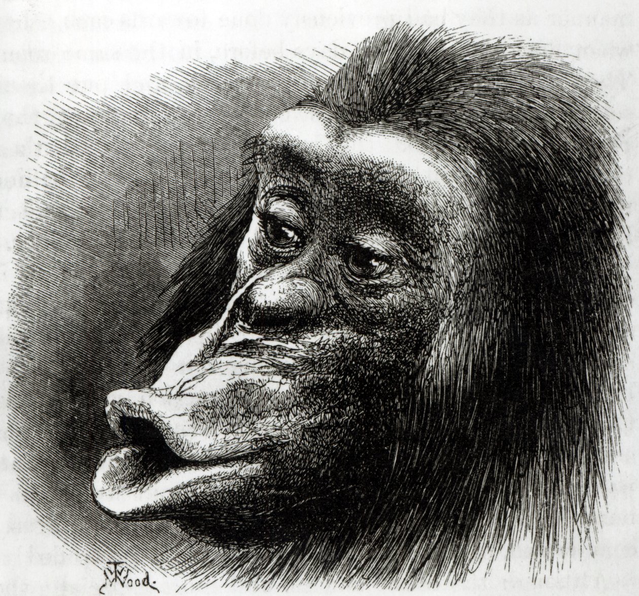 Teleurgestelde en chagrijnige chimpansee door English School