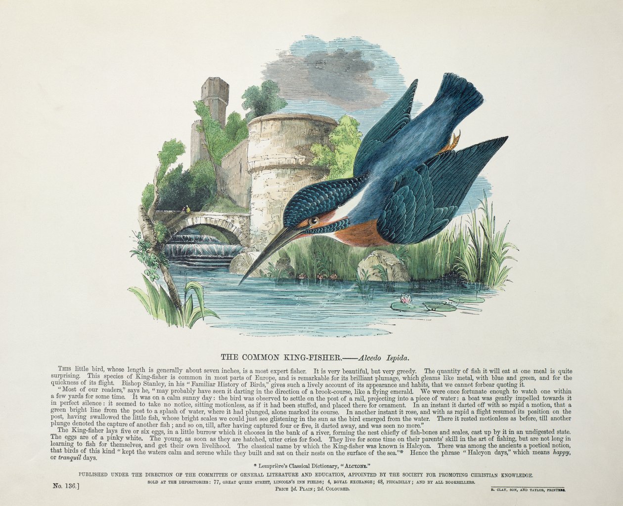 IJsvogel (Alcedo Ispida) door English School