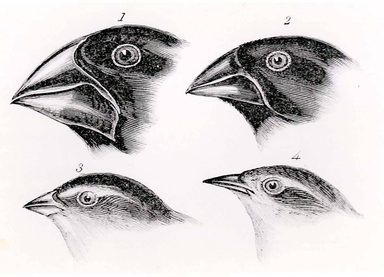 Darwin