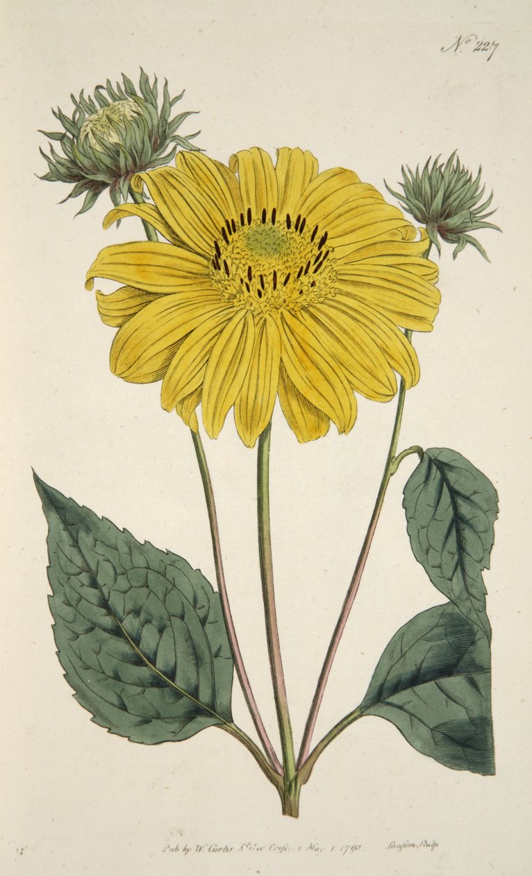 Zonnebloem, uit The Botanical Magazine or Flower Garden Displayed, pub. 1796 (handgekleurde gravure) door English School