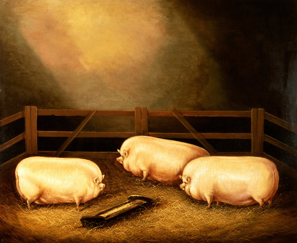 Drie prijswinnende varkens buiten een hok door English School