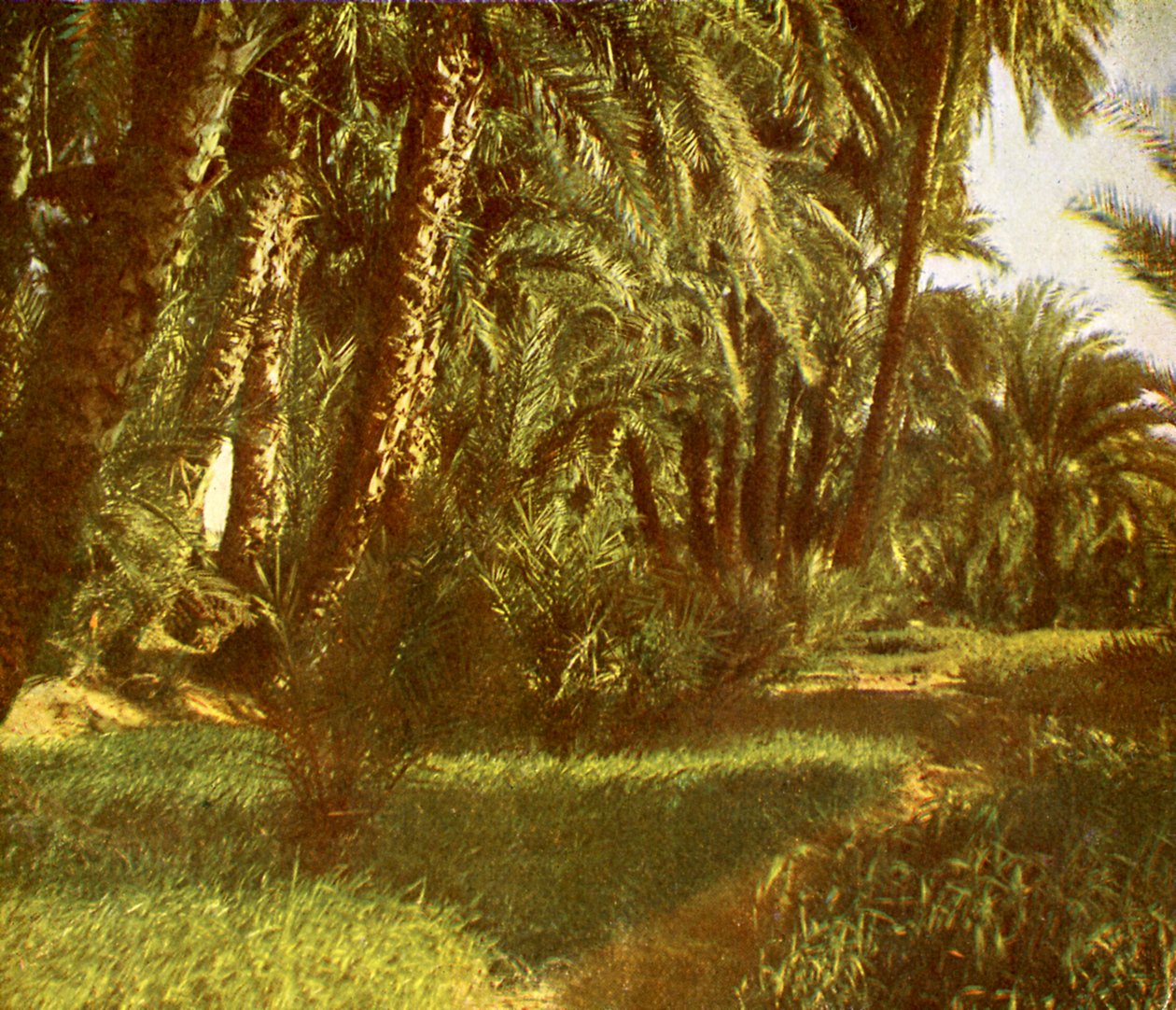 Een palmbos op Elephantine Island, Egypte door English Photographer