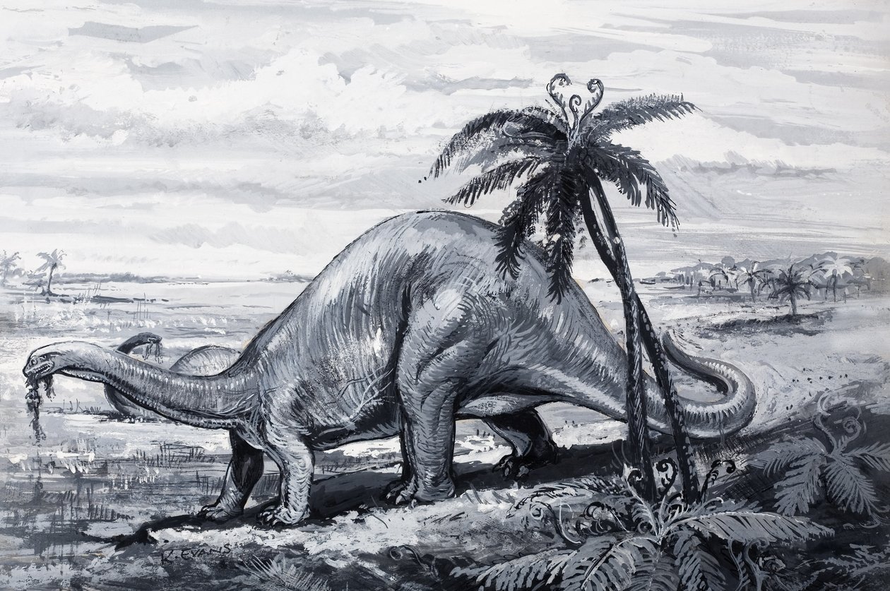 Brontosaurus door English Photographer
