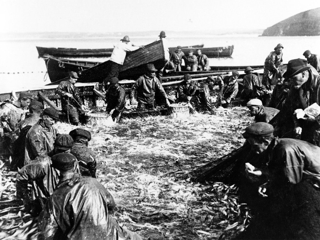 Haringvangst, c.1890 door English Photographer