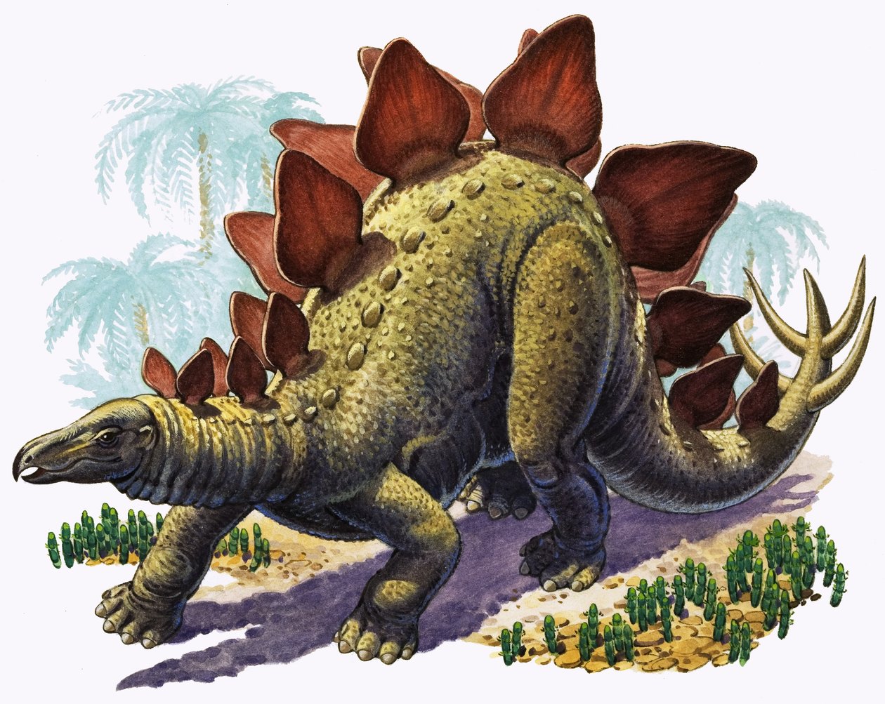 Stegosaurus (gouache op papier) door English Photographer