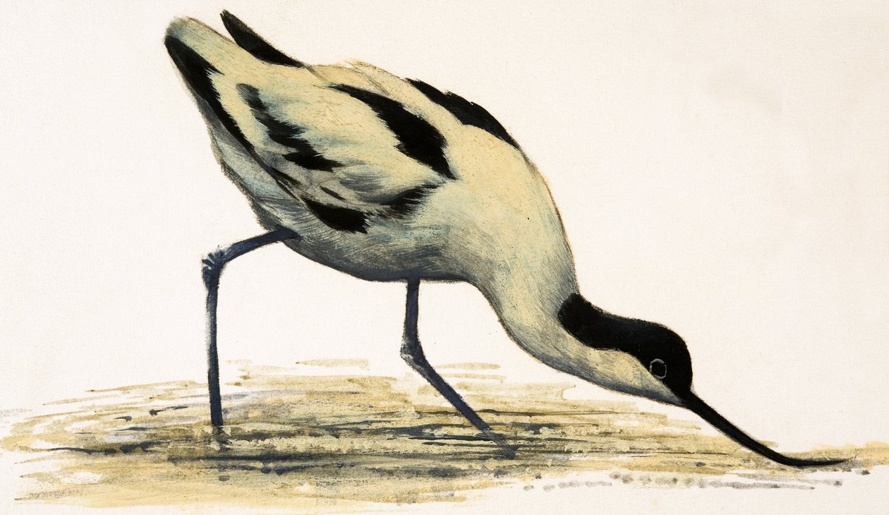 Avocet door English School