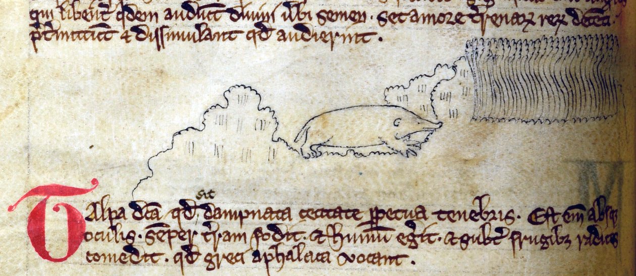 CCA-LitMs/D/10 fol. 11v Mol, uit Bestiarium door English School