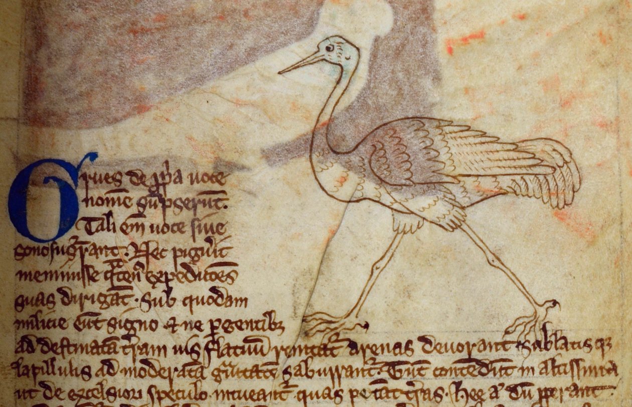 CCA-LitMs/D/10 fol. 14r Kraanvogel, uit Bestiarium door English School