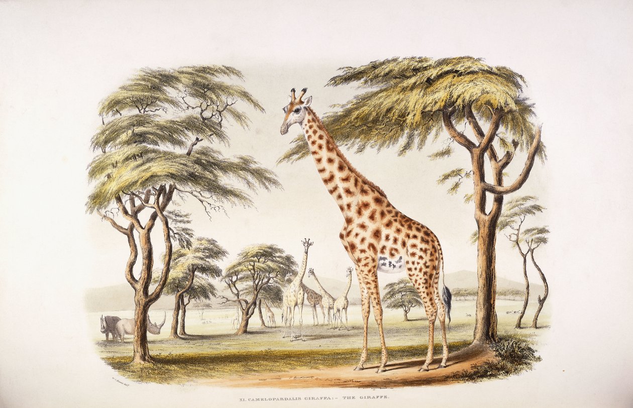 Camelopardalis Giraffa door English School