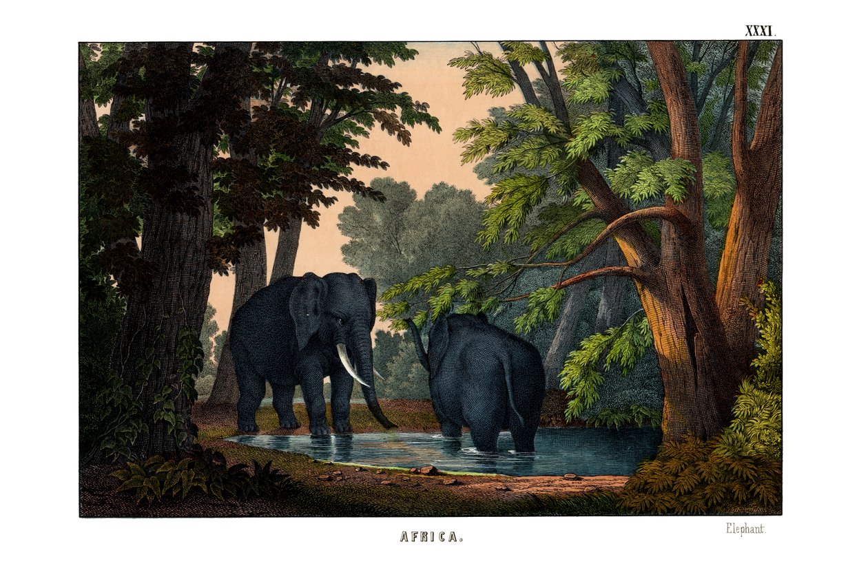 Olifant door English School