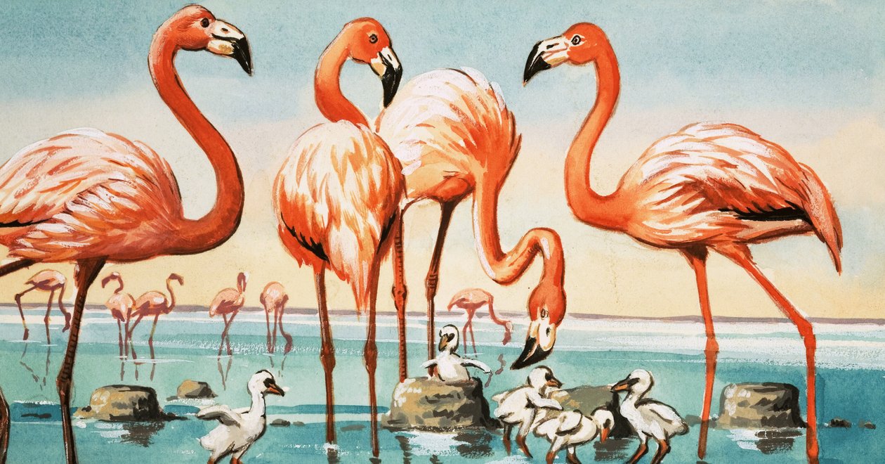 Flamingo