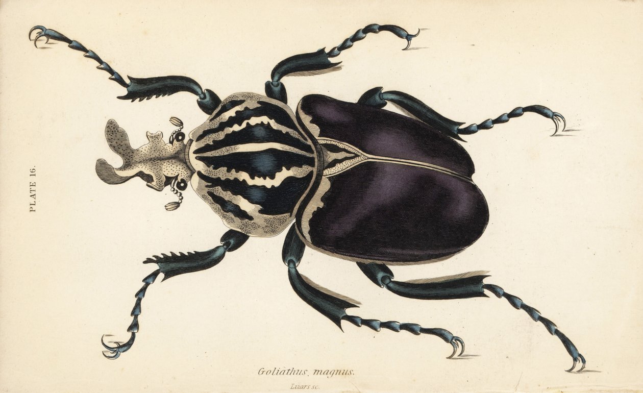 Goliathkever, Goliathus goliatus (Goliathus magnus) door English School