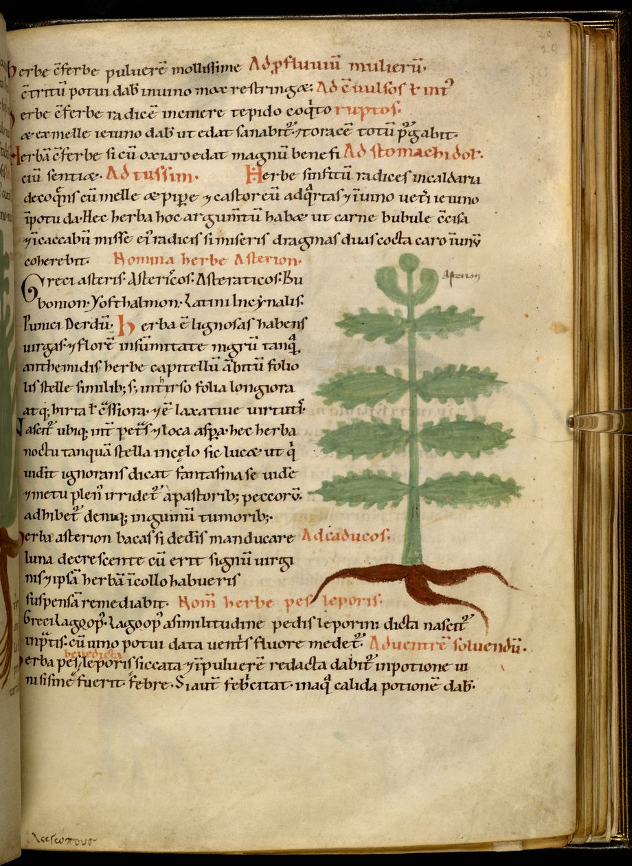 Harley 4986 fol.20 Het Kruidenboek Asterion (perkament) door English School