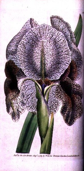 Iris susiana door English School
