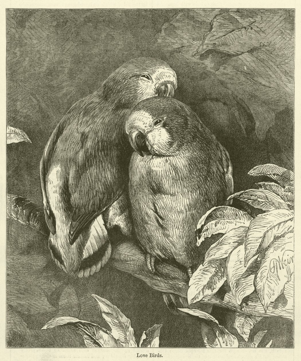 Liefdesvogels (gravure) door English School