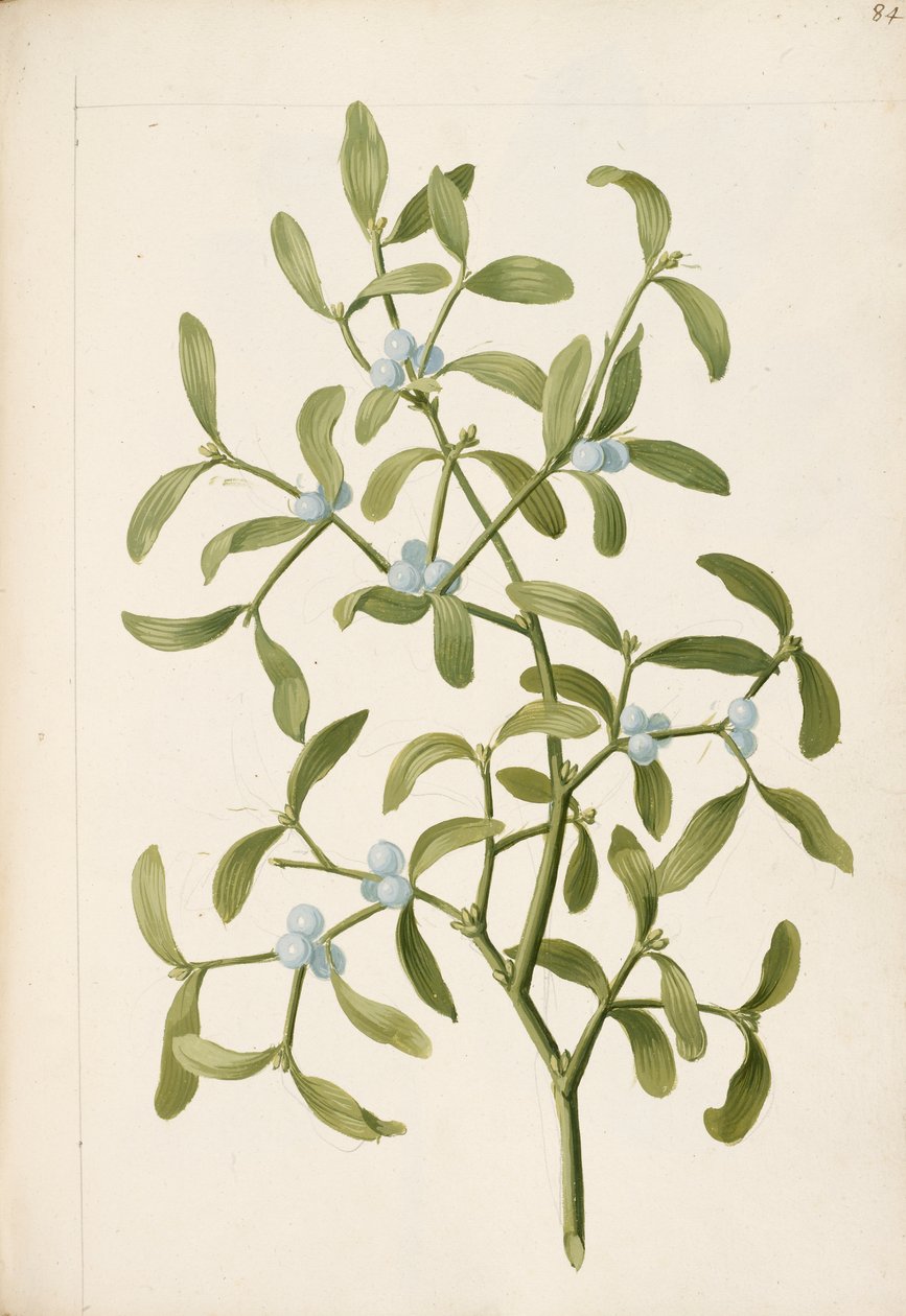 Maretak. Een half-parasitaire plant, c.1664 door English School