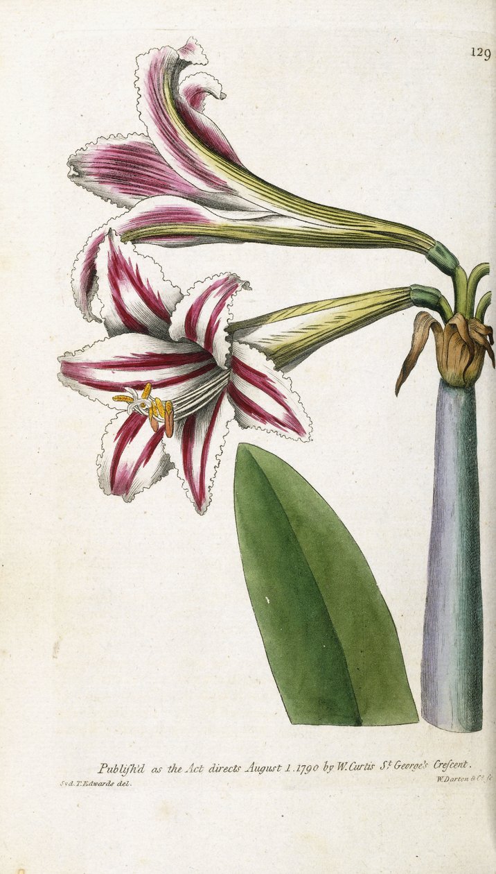 Rood en wit gestreepte lelie, 1799-1810 door English School