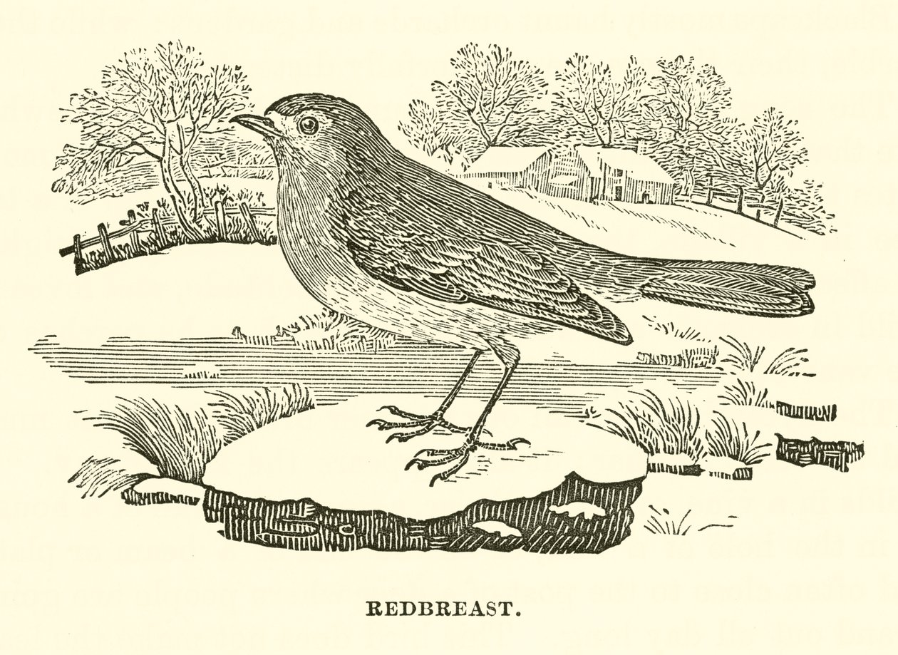Roodborst (gravure) door English School