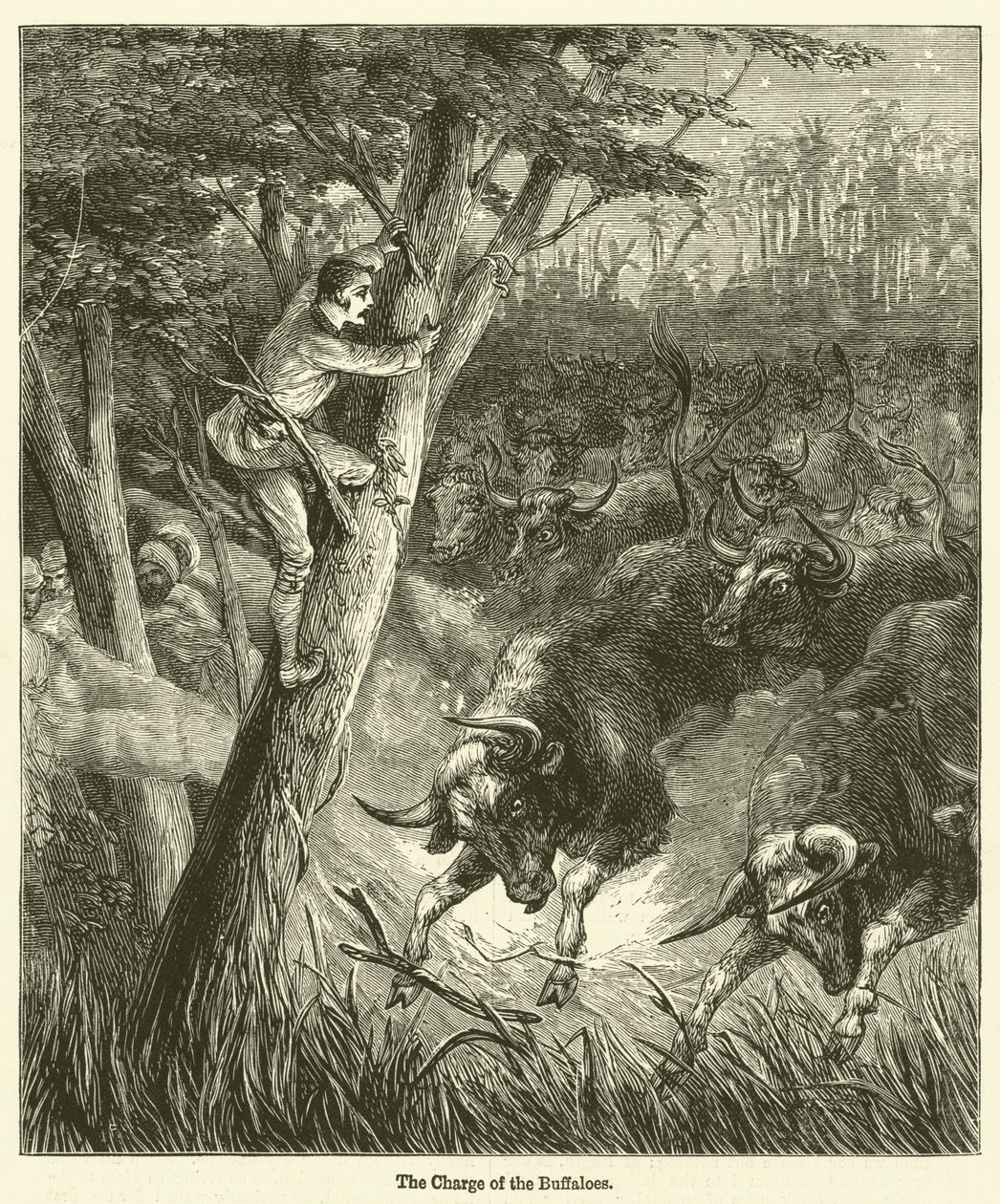De charge van de buffels (gravure) door English School