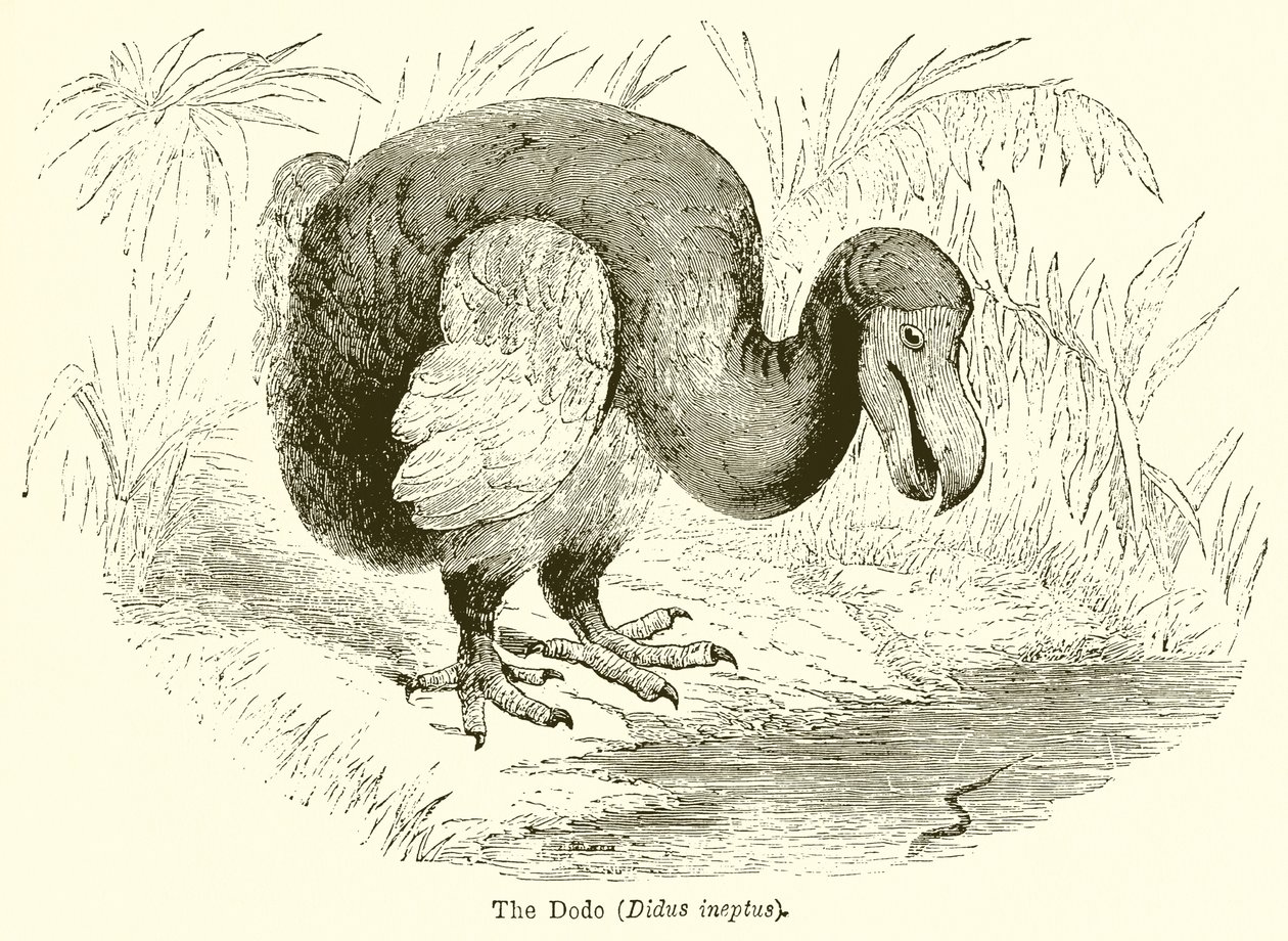 De Dodo (Didus Ineptus) door English School